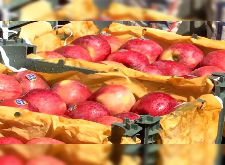 عقب دعوة لمقاطعة التفاح التركي.. تاجر في بونيه يدعي تلقيه تهديدًا من باكستان