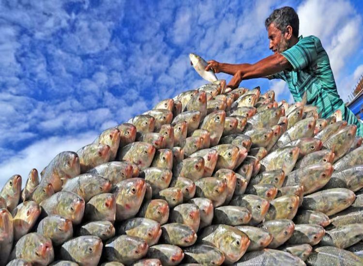 بنغلاديش تسمح بتصدير 1200 طن من الهيلسا إلى الهند قبيل دورغا بوجا