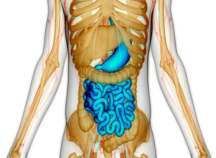 دراسة تكشف طريقة جديدة لمساعدة الأمعاء المتقدّمة في العمر على الشفاء الذاتي