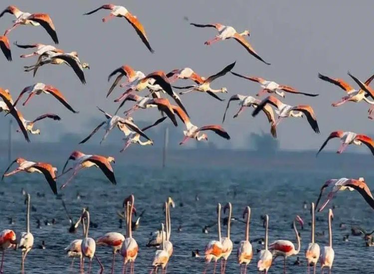 انخفاض درجة الحرارة يجذب الطيور المهاجرة إلى بحيرة تشيليكا وينعش السياحة البيئية