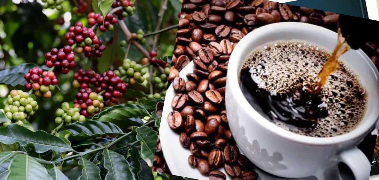 قهوة كورابوت بين الاقتصاد المحلي والطلب العالمي