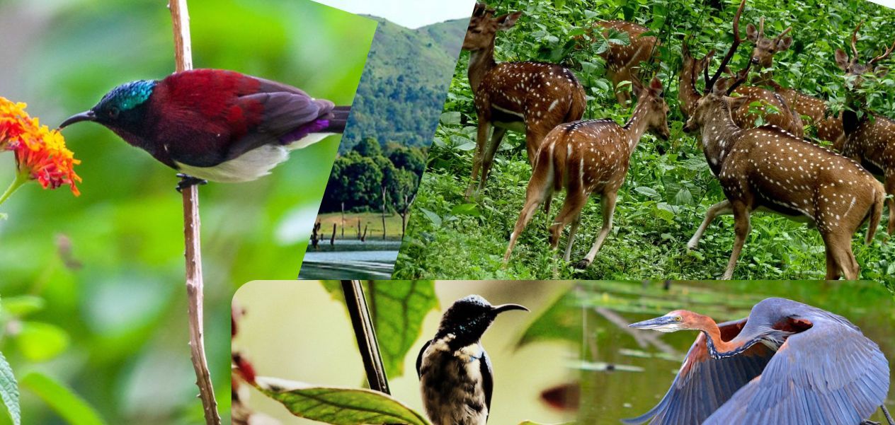 حديقة بيريار الوطنية.. أهم محميات الحياة البرية في جنوب الهند