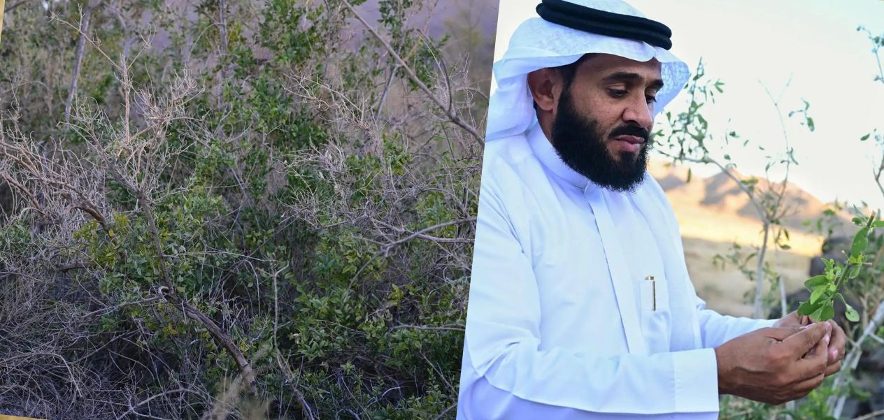 الأراك في العُلا.. قرية ارتبط اسمها بشجرة السواك وفوائدها