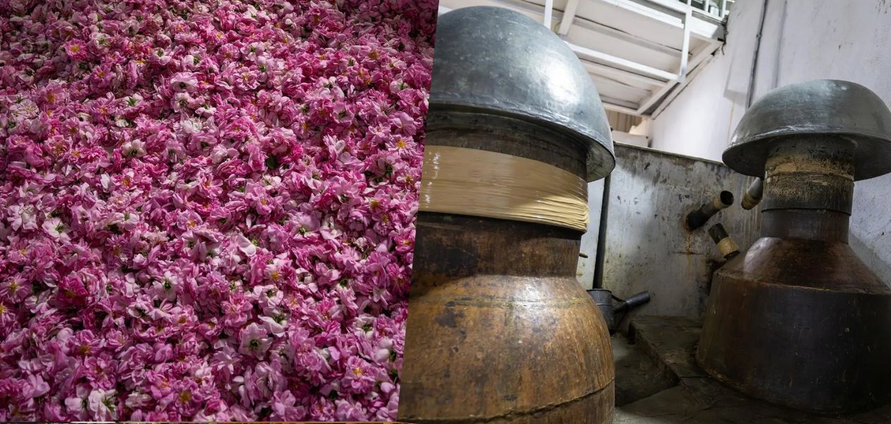 من هدية حاج هندي إلى صناعة عالمية: تطور الورد الطائفي في السعودية