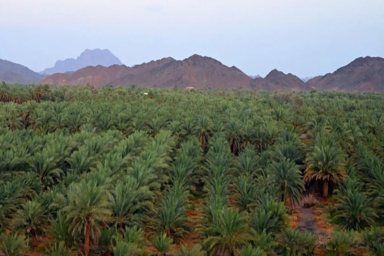 المدينة المنورة تنتج 344 ألف طن من التمور سنويًا وتحتل المركز الثالث بالمملكة
