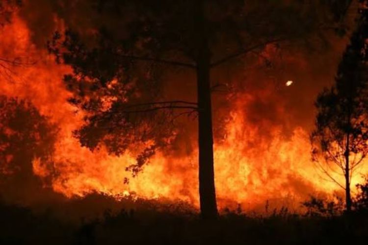 ألمانيا تعلن خروج حرائق الغابات في جنوب البلاد عن السيطرة