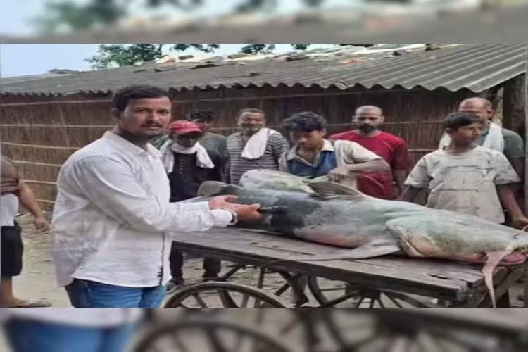 حكومة بيهار تحذّر من تناول أسماك مجهولة دخلت الولاية مع مياه فيضانات نيبال
