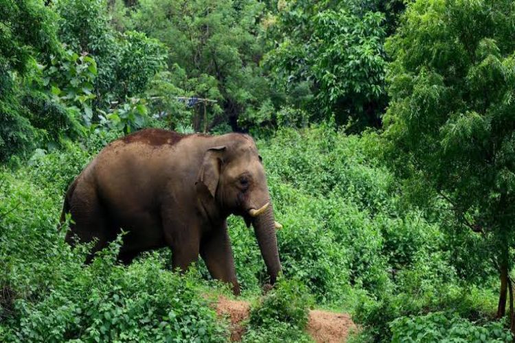 وفاة رجل إثر هجوم فيل بري في ولاية كيرالا